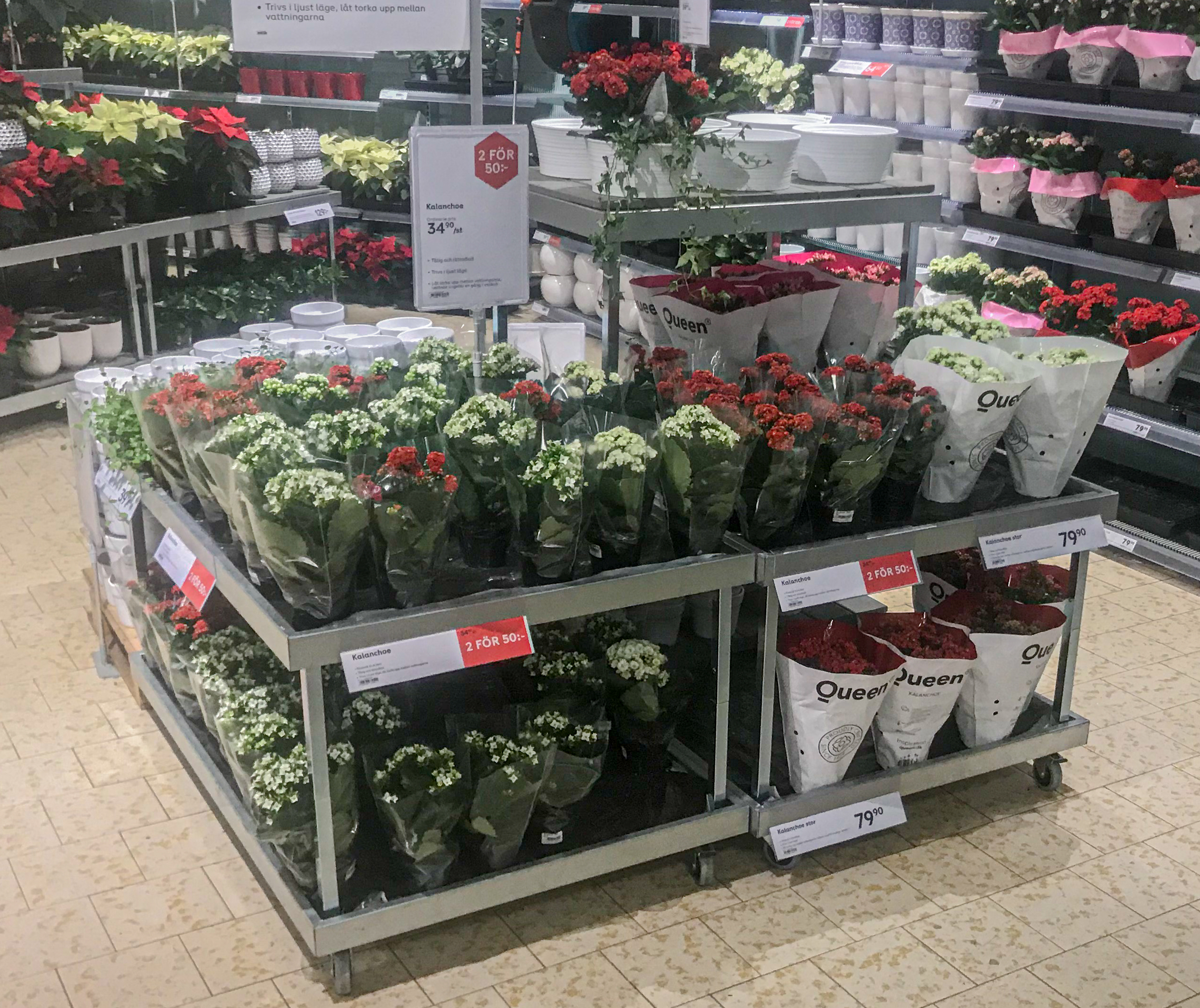 20122018-Plantagen_4901.jpg