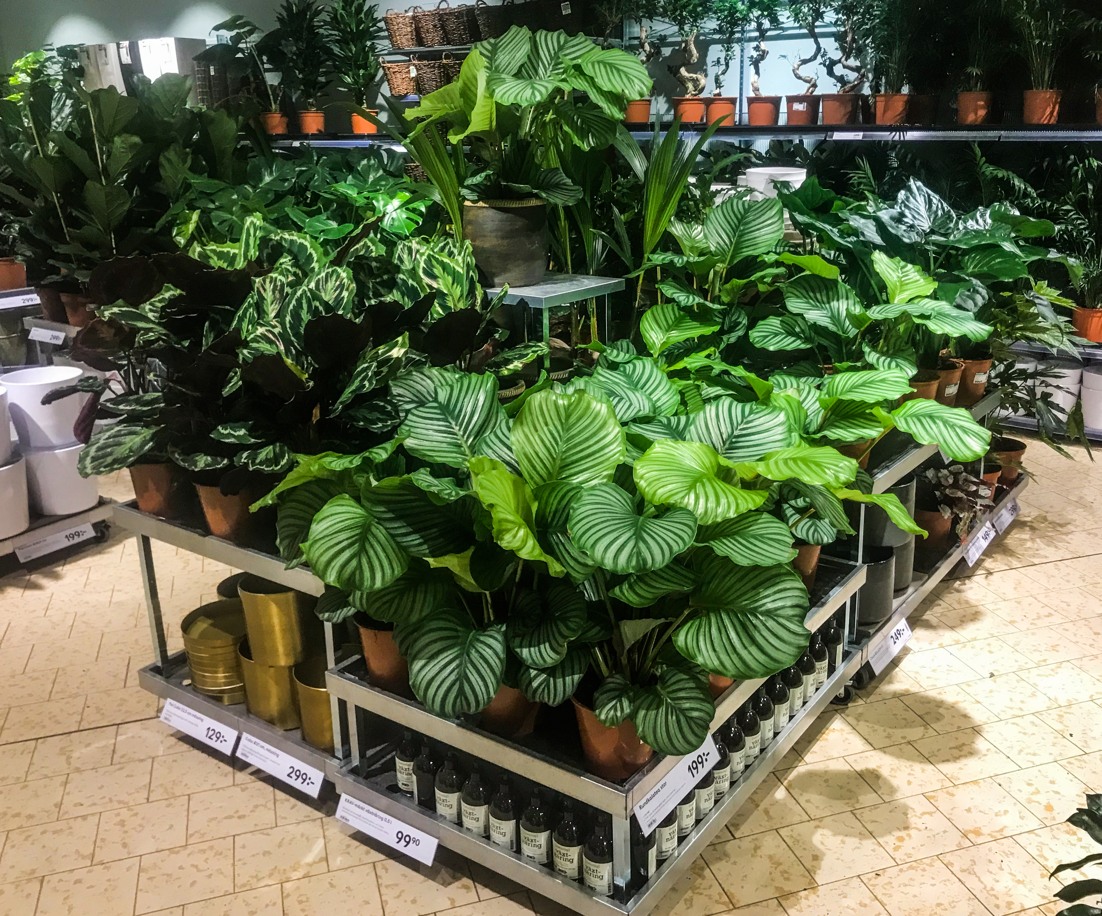 20122018-Plantagen_4908.jpg