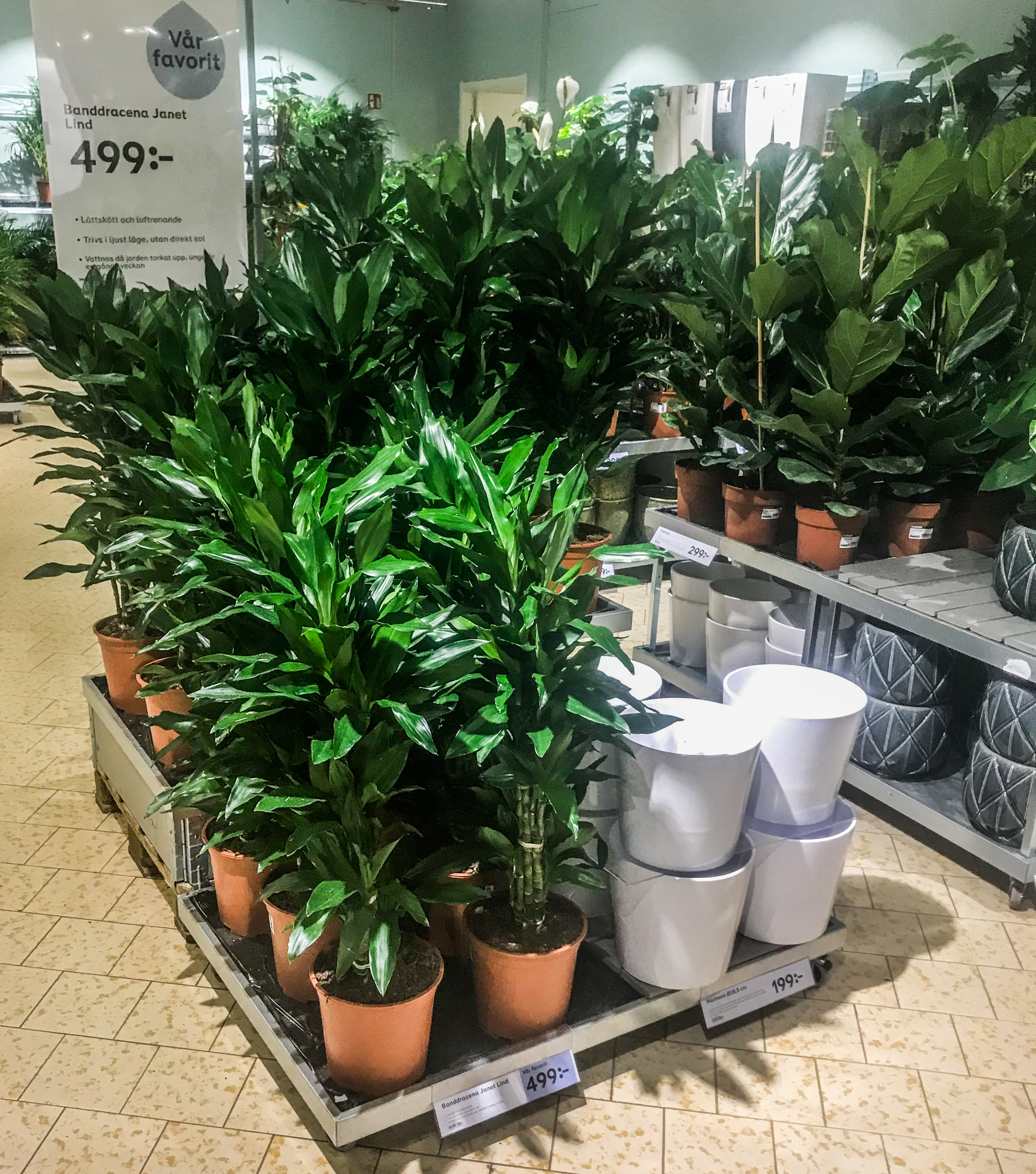 20122018-Plantagen_4909.jpg